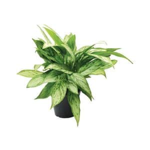 Aglaonema ‘Silver Queen Compact’