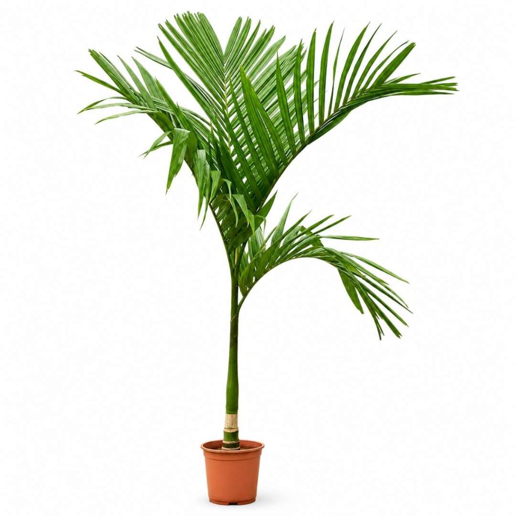 Areca Catechu