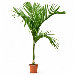Areca Catechu