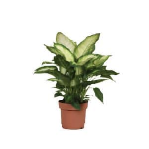 Dieffenbachia Camilla