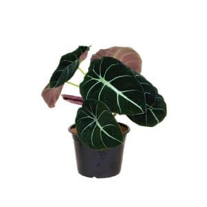 Alocasia Black Velvet