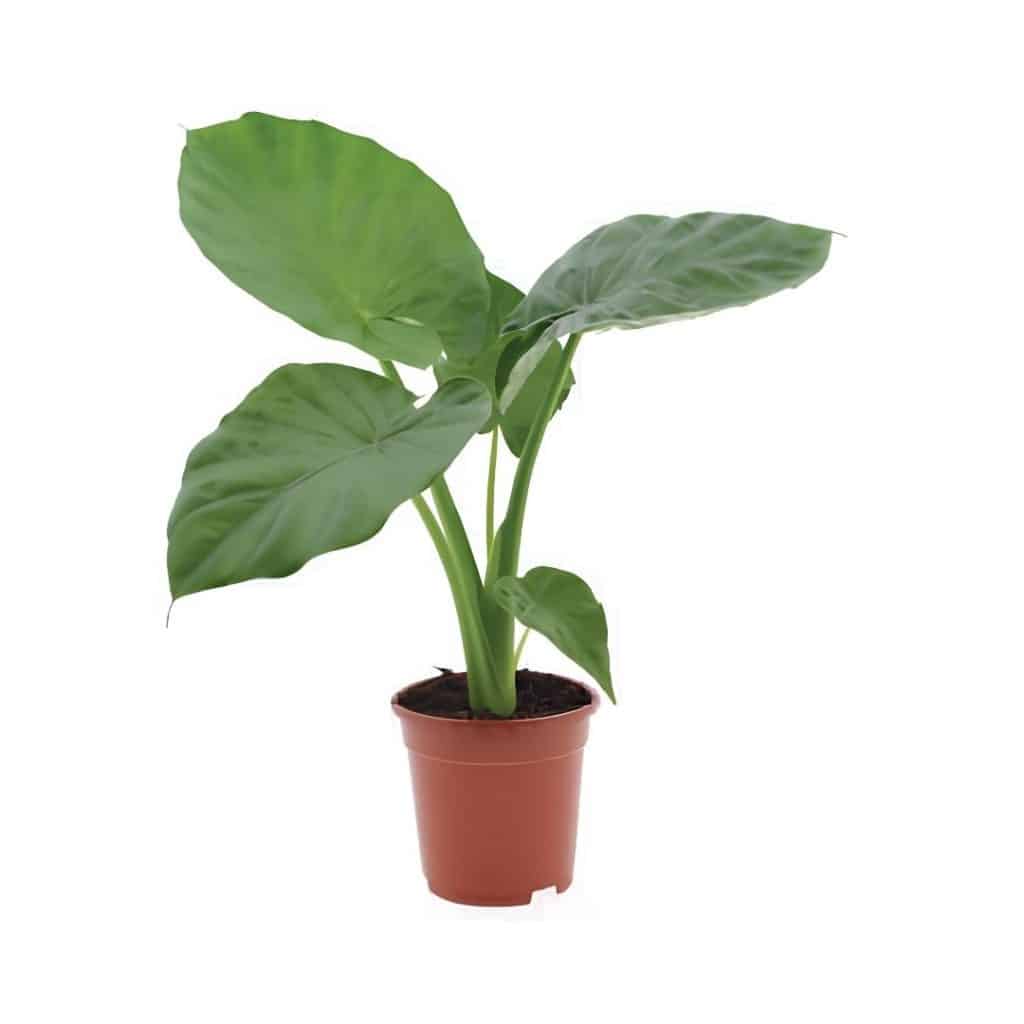 Alocasia Macrorrhiza Green