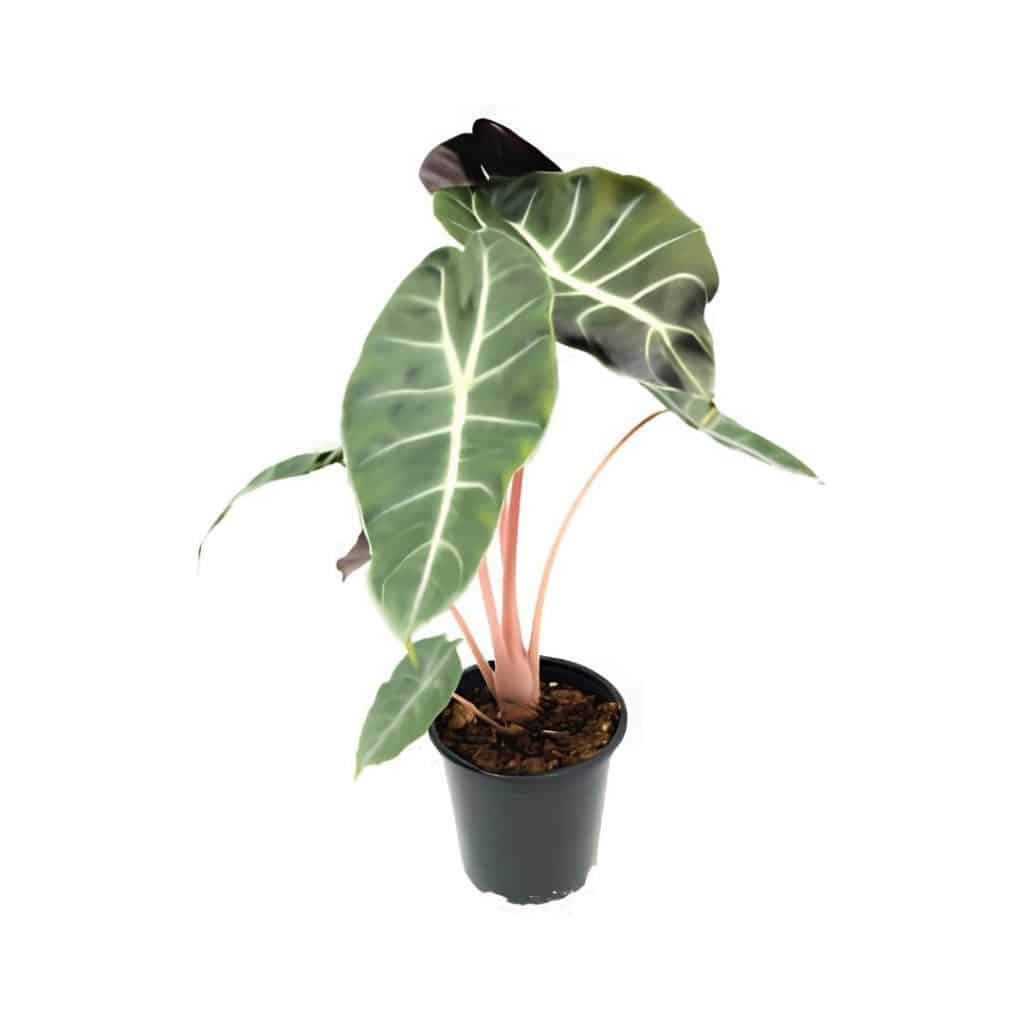 Alocasia Pink ‘Dragon’