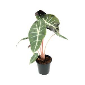 Alocasia Pink ‘Dragon’