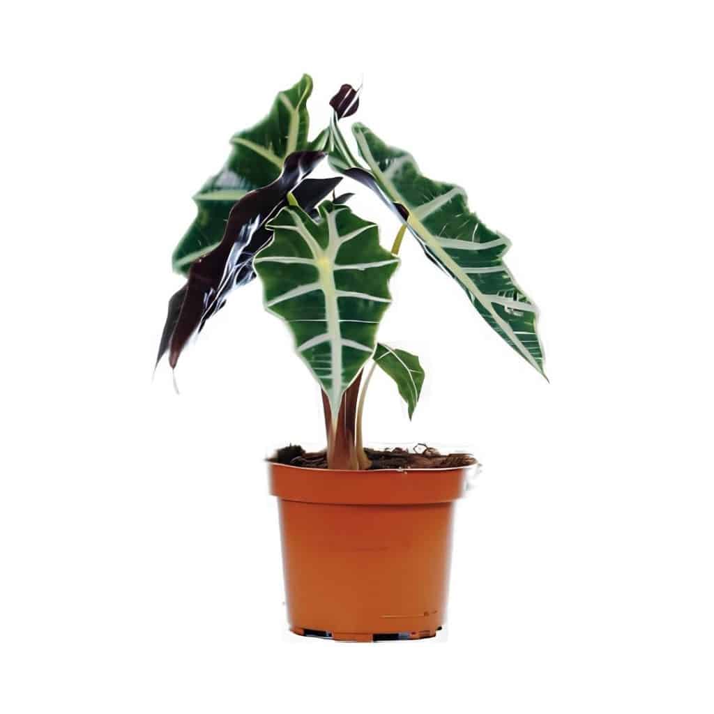 Alocasia Polly