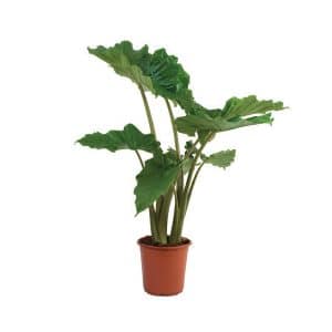 Alocasia Portodora