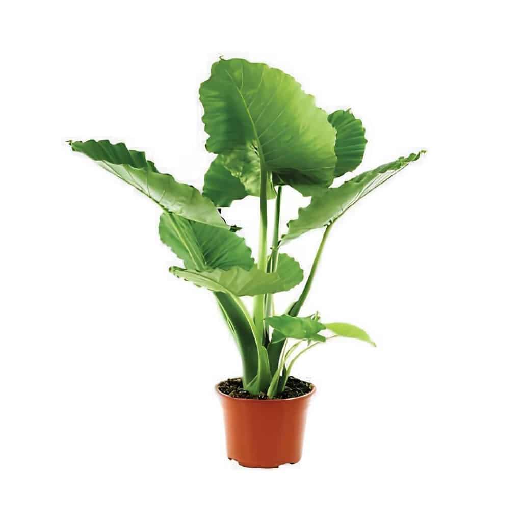 Alocasia Portodora