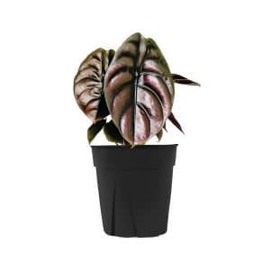 Alocasia Red ‘Secret’