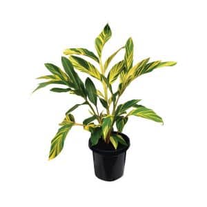 Alpinia Variegata