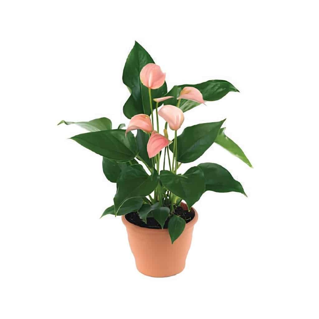 Anthurium Andraeanum Mix