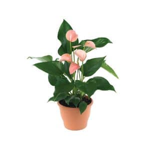 Anthurium Andraeanum Mix