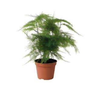 Asparagus Setaceus Pyramidalis
