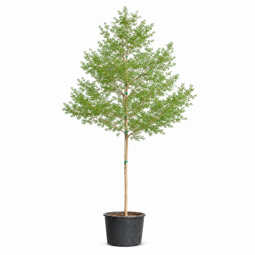 Bucida Buceras ‘Shady Lady’