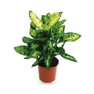 Dieffenbachia Compacta