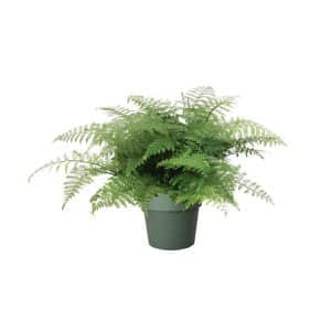 Asplenium Parvati