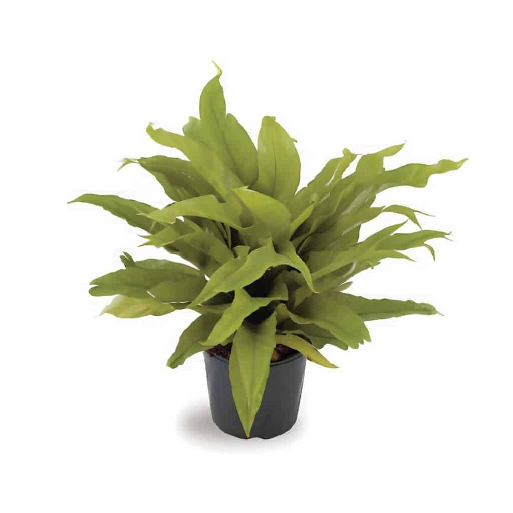 Asplenium Nidus