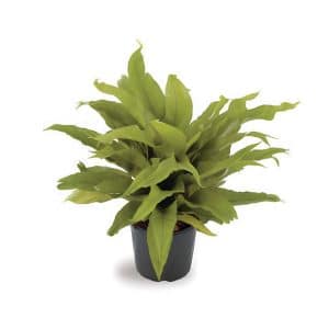 Asplenium Nidus