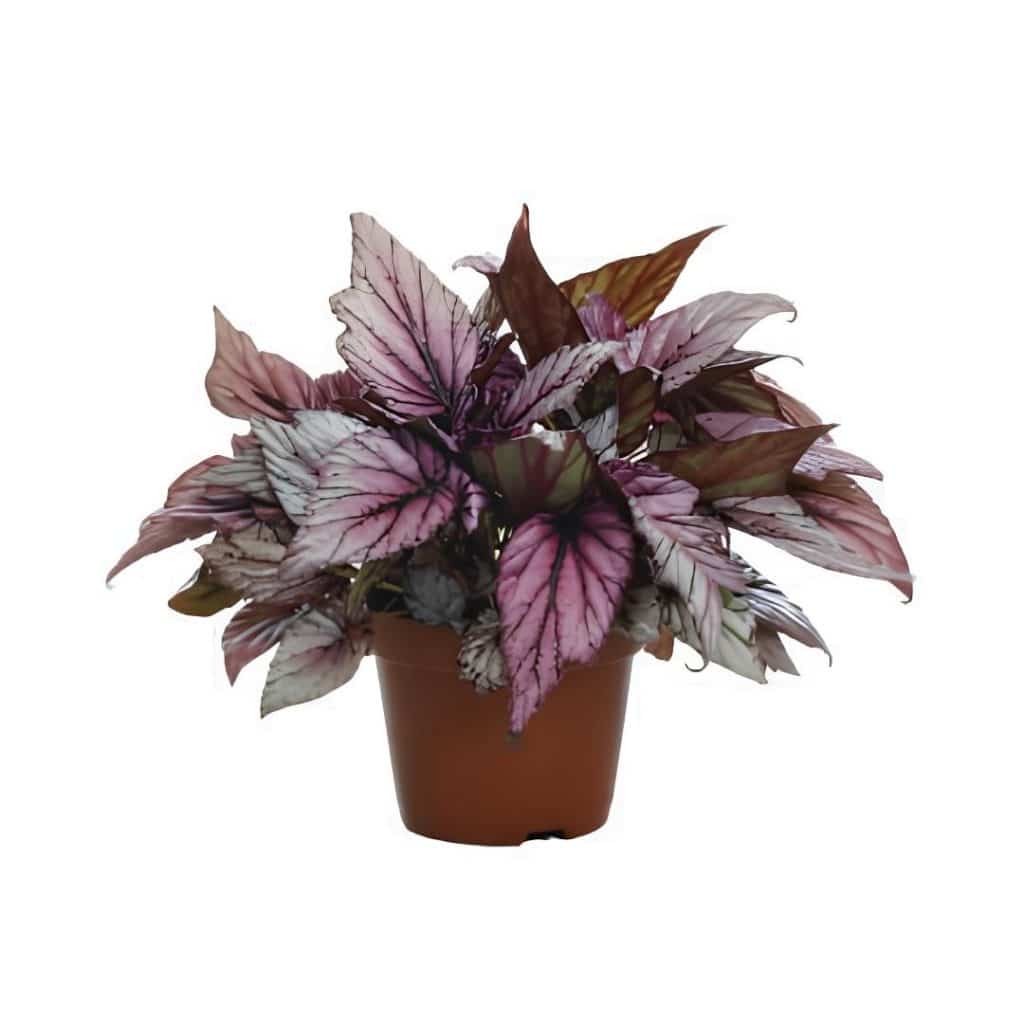 Begonia Rex ‘Overig’