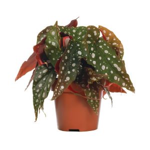 Begonia Maculata