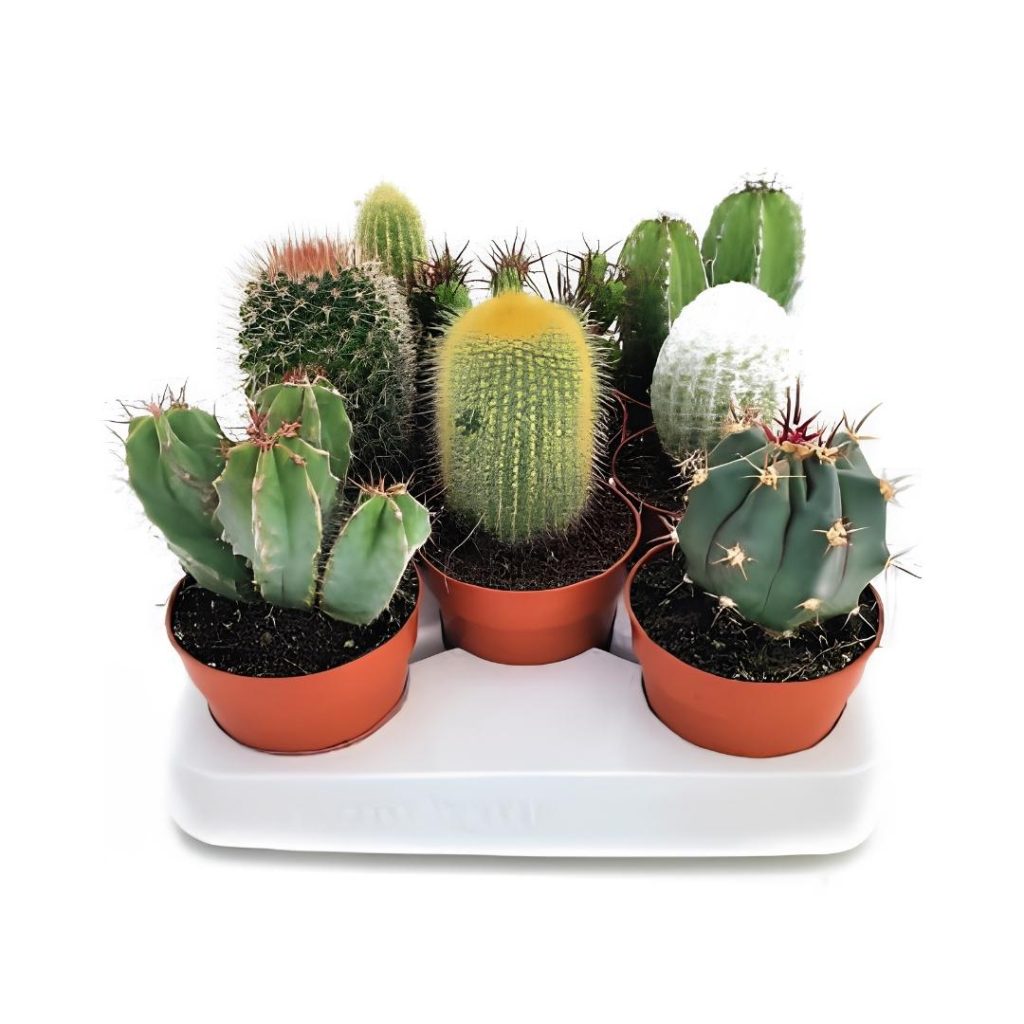 Cactus Mixed Variety