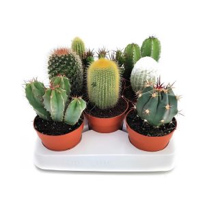 Cactus Mixed Variety