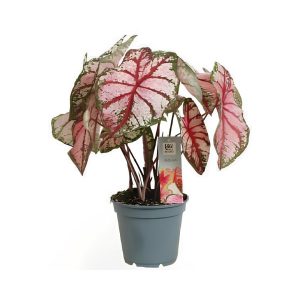 Caladium mixed