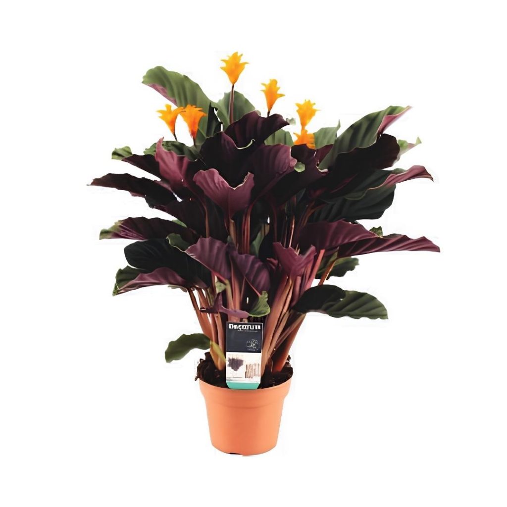 Calathea ‘Crocata Candela’