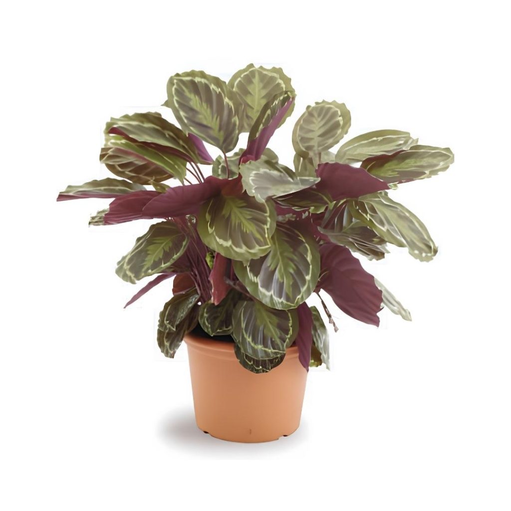 Calathea ‘Medallion’