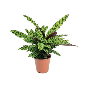 Calathea Mix