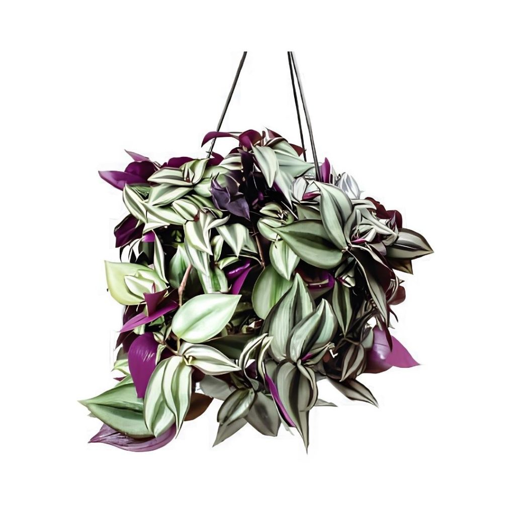 Callisia repens