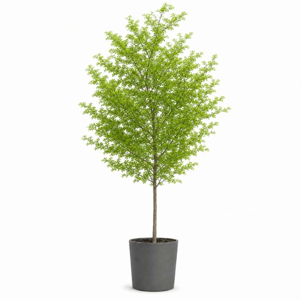 Bucida Buceras ‘Shady Lady’