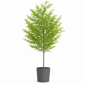 Bucida Buceras ‘Shady Lady’