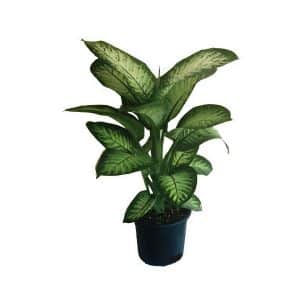 Dieffenbachia Tropic Snow