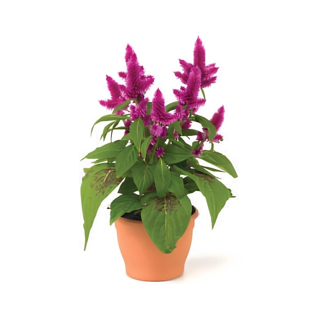 Celosia Argentea ‘Intenz’