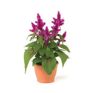 Celosia Argentea ‘Intenz’