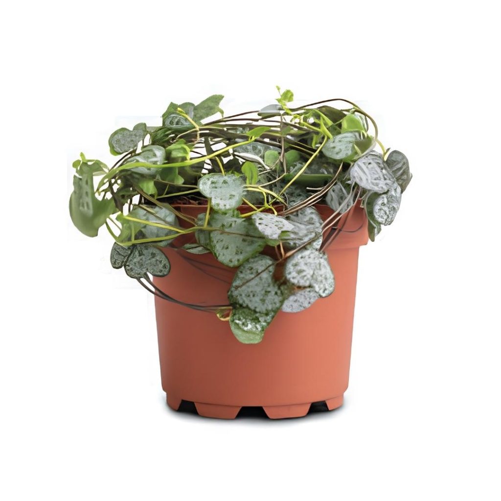 Ceropegia Woodii