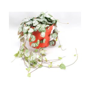 Ceropegia Woodii