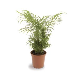 Chrysalidocarpus Lutescens (Areca)