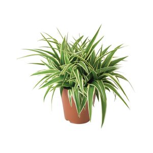 Chlorophytum Comosum ‘Ocean’