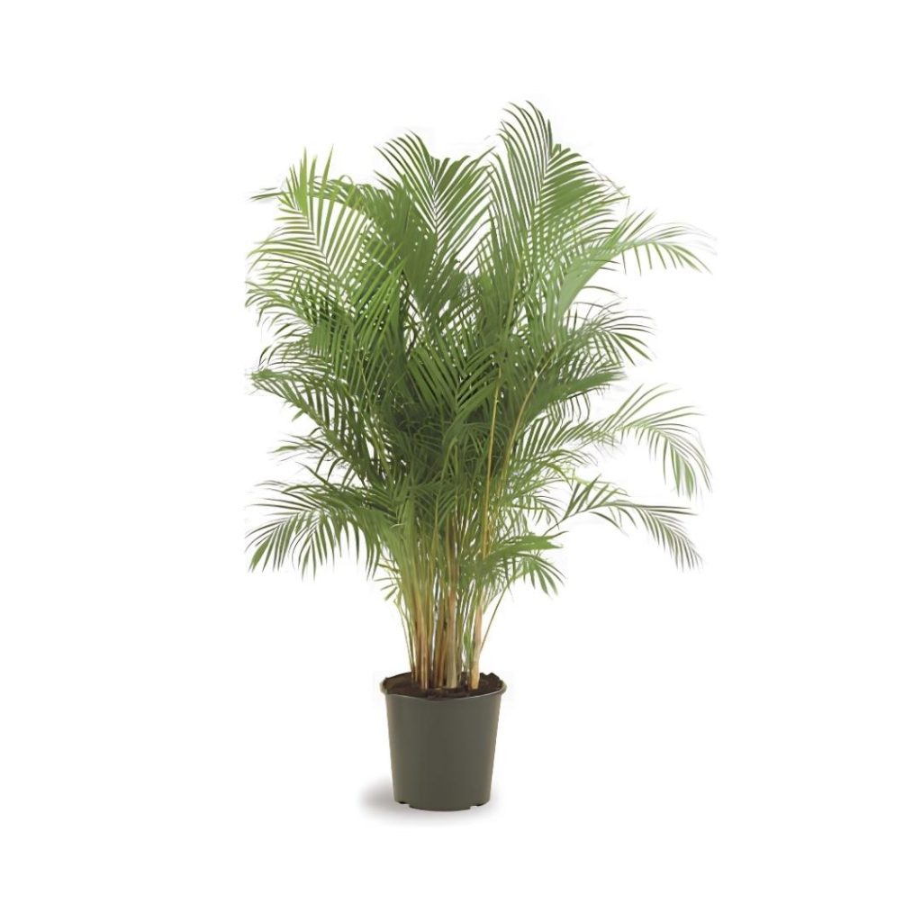 Chrysalidocarpus Lutescens (Areca)