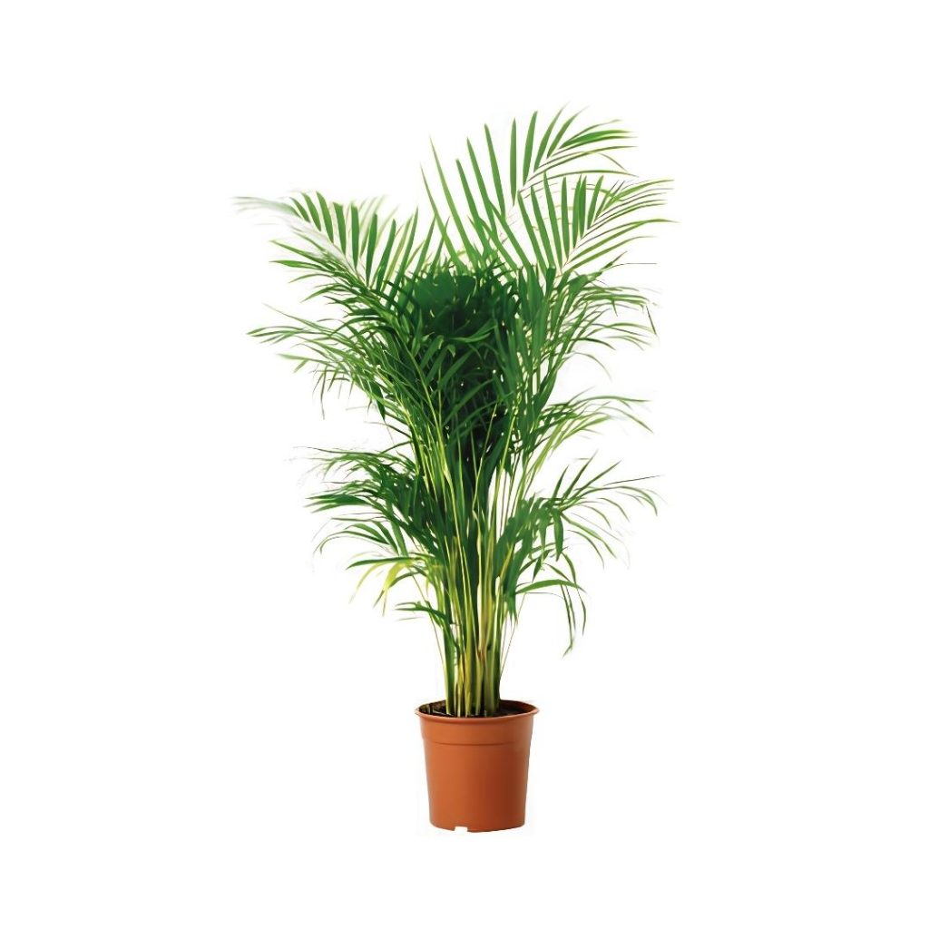 Chrysalidocarpus Lutescens (Areca)