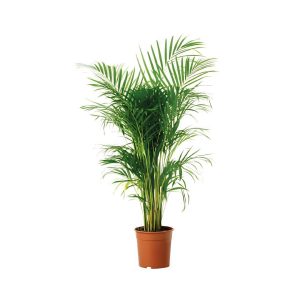 Chrysalidocarpus Lutescens (Areca)