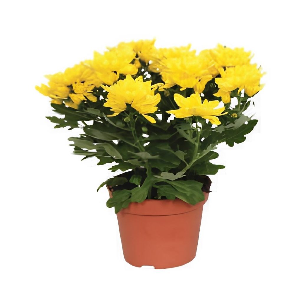 Chrysanthemum Indicum Mixed