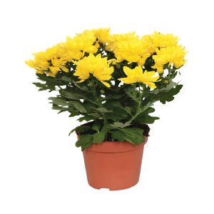 Chrysanthemum Indicum Mixed