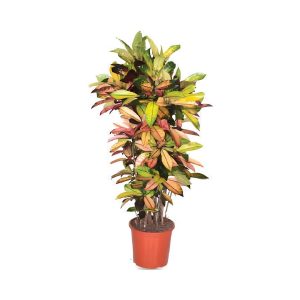 Codiaeum Variegated Mrs Iceton
