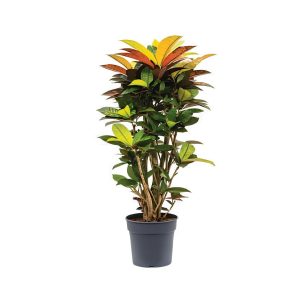 Codiaeum Variegated Mrs Iceton