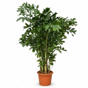 Caryota Mitis