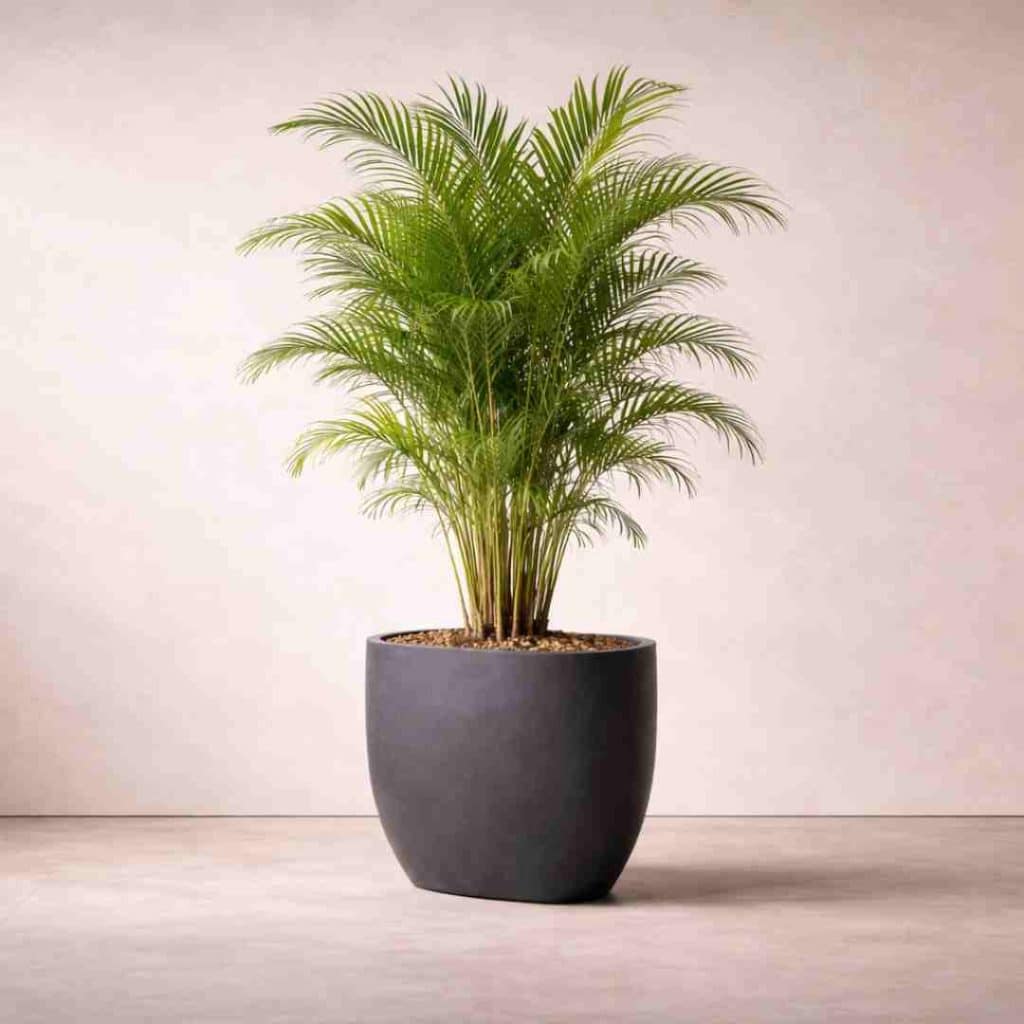 Areca Palm