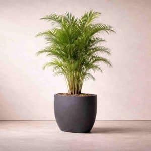 Areca Palm
