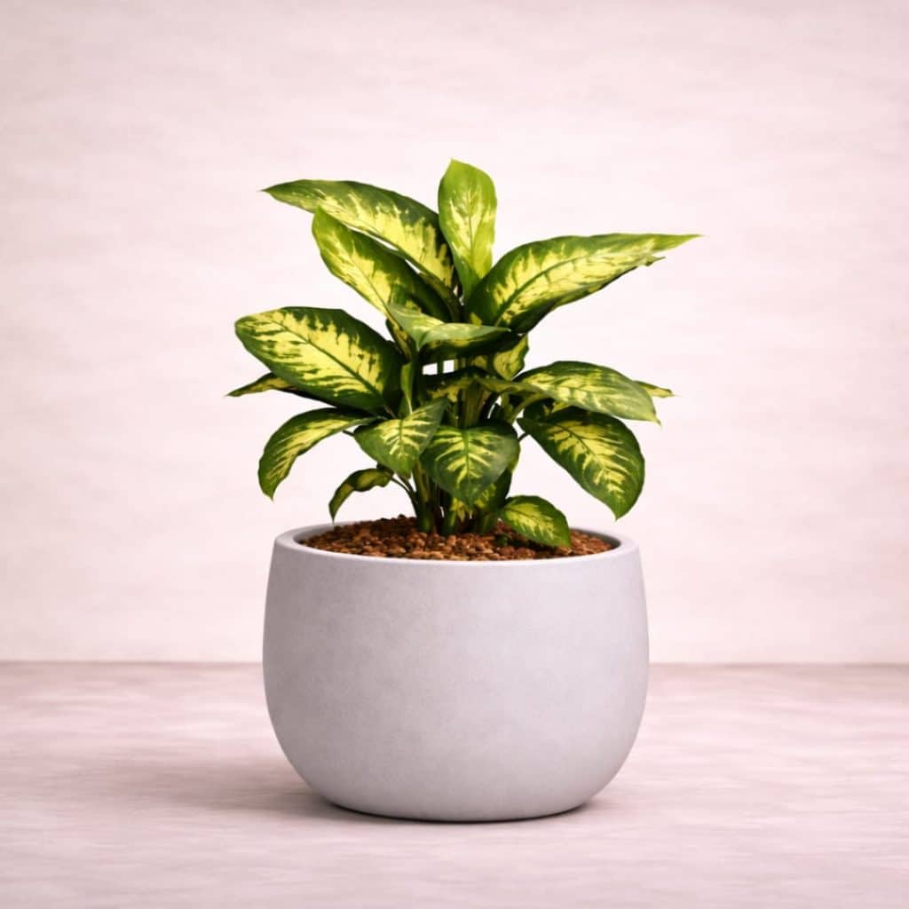 Dieffenbachia Tropic Snow